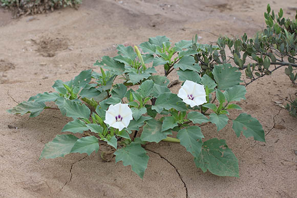  Datura discolor Bernhardi